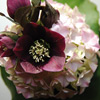 Blumenabo Bild 5