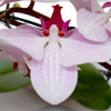 Blumenabo Bild 6