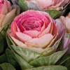 Blumenabo Bild 2