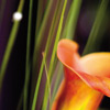 Blumenabo Bild 9