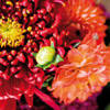 Blumenabo Bild 7